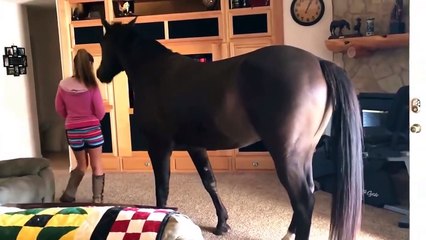 Horse Walks Inside House to Chill With Owner