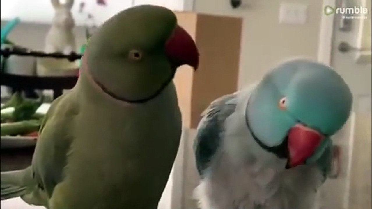 videoplayback