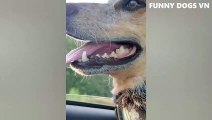 Funniest Animals Video - Funny Dogs And Cats - Try Not To Laugh Animals 2022