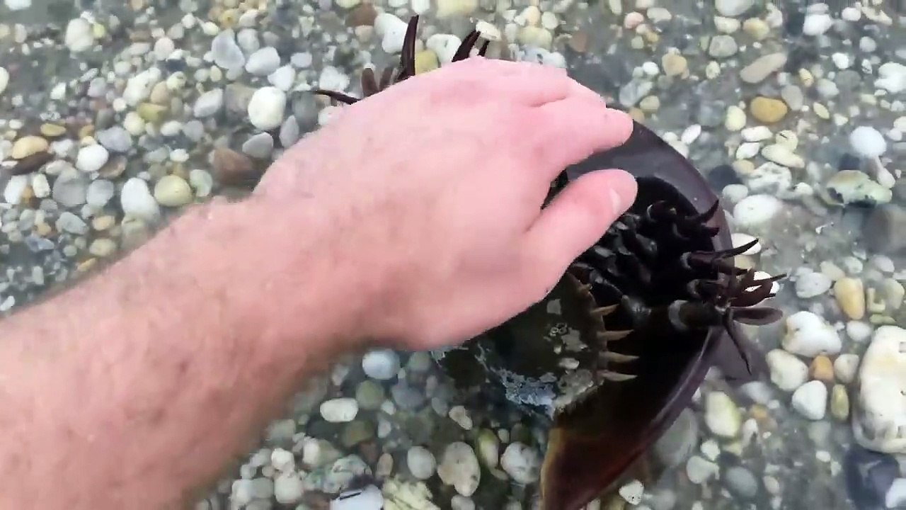 Are horseshoe crabs dangerous_