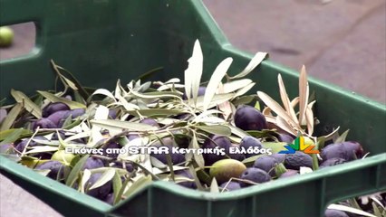 Στα ύψη η τιμή του ελαιολάδου, μικρό το κέρδος για τους παραγωγούς