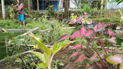 The secret to harvesting real peanuts from the village