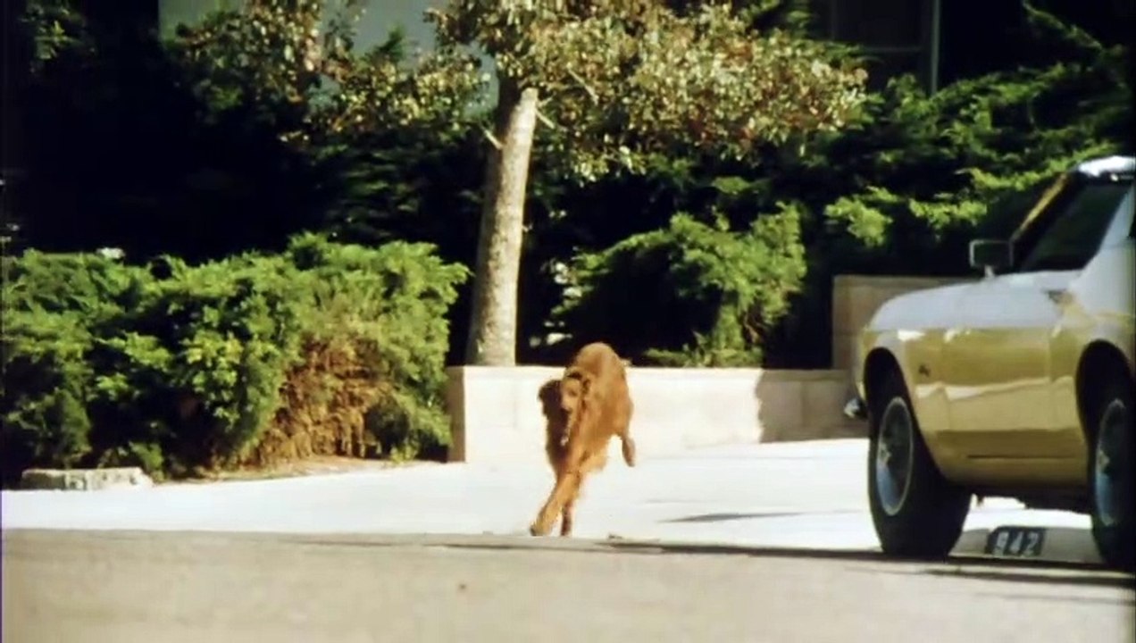 Les chiens fous Bande-annonce (EN)