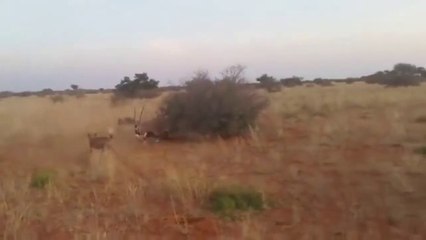 Wildlife Attack to each other in Compilation Series  ( Creative Commons Videos)_compress_1