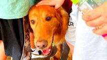 Paw-Some! This Fire Dog Turned Locksmith Lets Firefighters Back In After Lockout