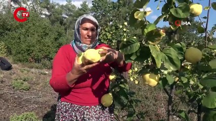 Üniversite mezunu genç çiftçi atıl arazi tarıma kazandırdı