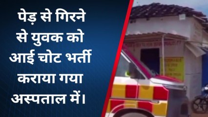 रीवा: पेड़ से गिरकर घायल हुए युवक आई गंभीर चोट, अस्पताल में किया भर्ती