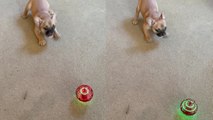 Pup acting crazy while watching the flying orb toy in action
