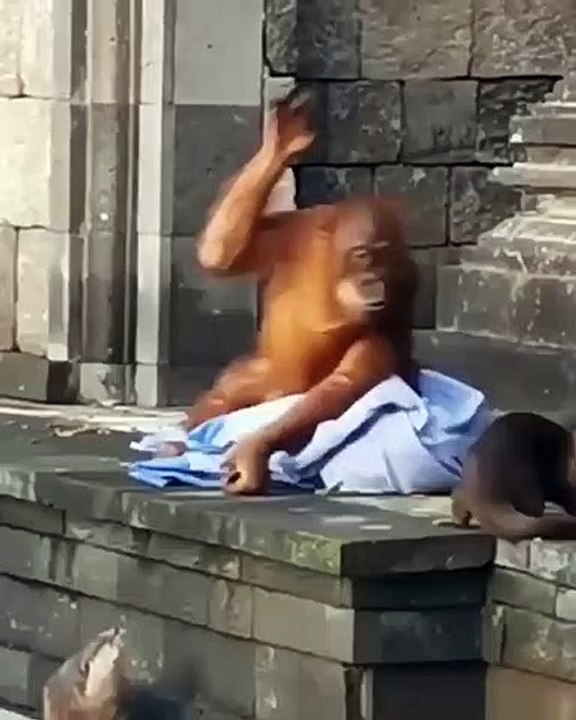 viral orang
