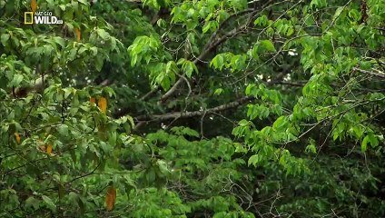 Big Cats - New World Conquered