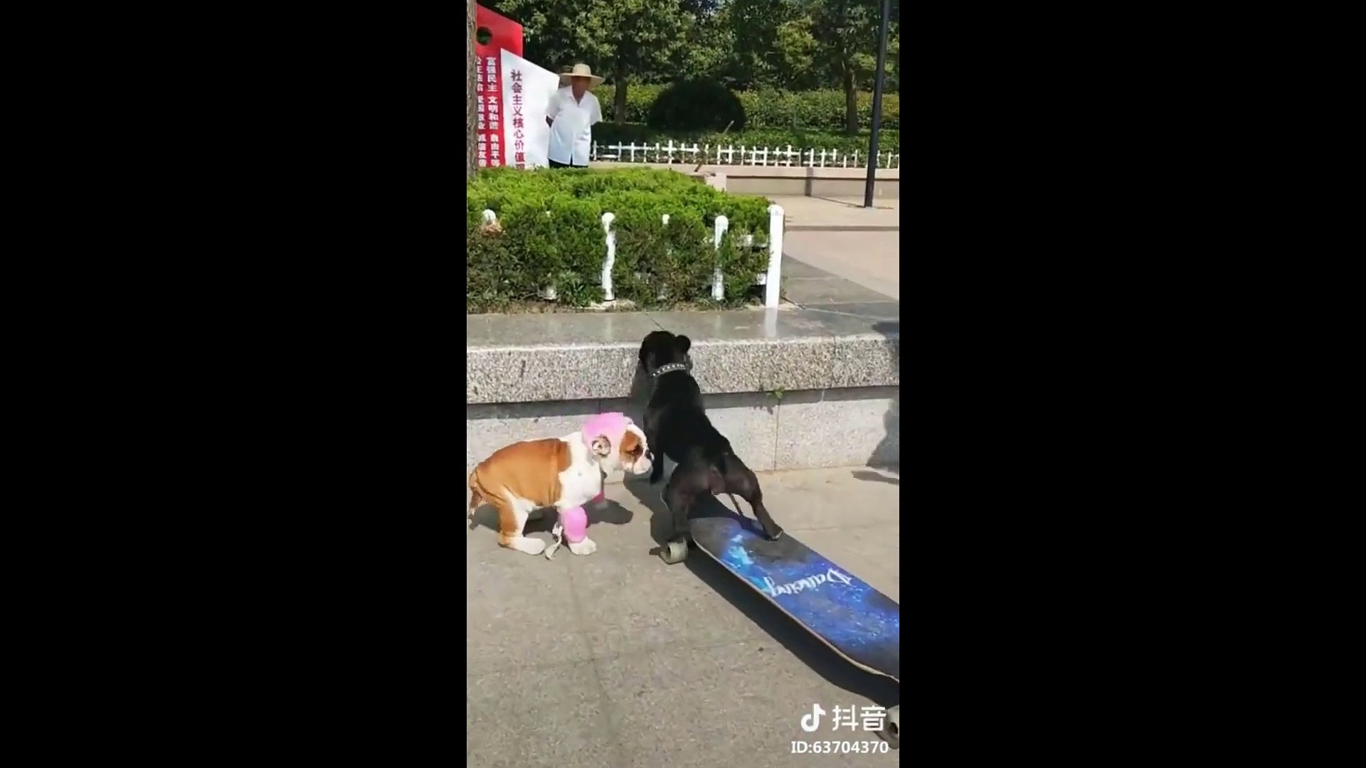 ⁣Adorability||Cute Dogs Compilations||Cute Dogs||Lovely Dogs