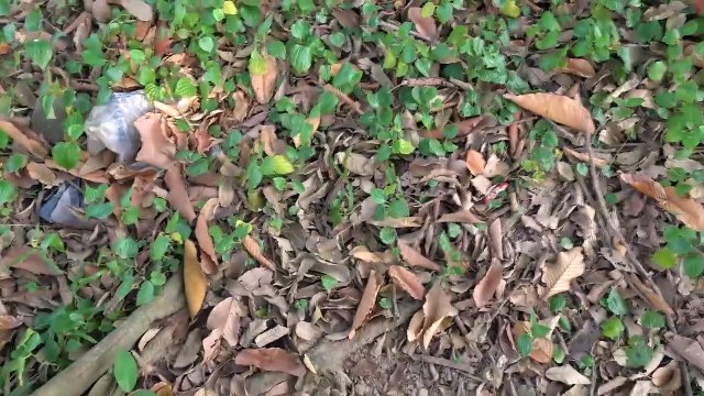 Monkey Baby Bin Bin so cute doing shopping in Car Toy with Cat Baby Kitten Frog eat Egg