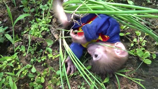 Monkey Bin Bin Baby Egg Thief from Ducklings for Cat Poodle Kittens Puppy in the farm