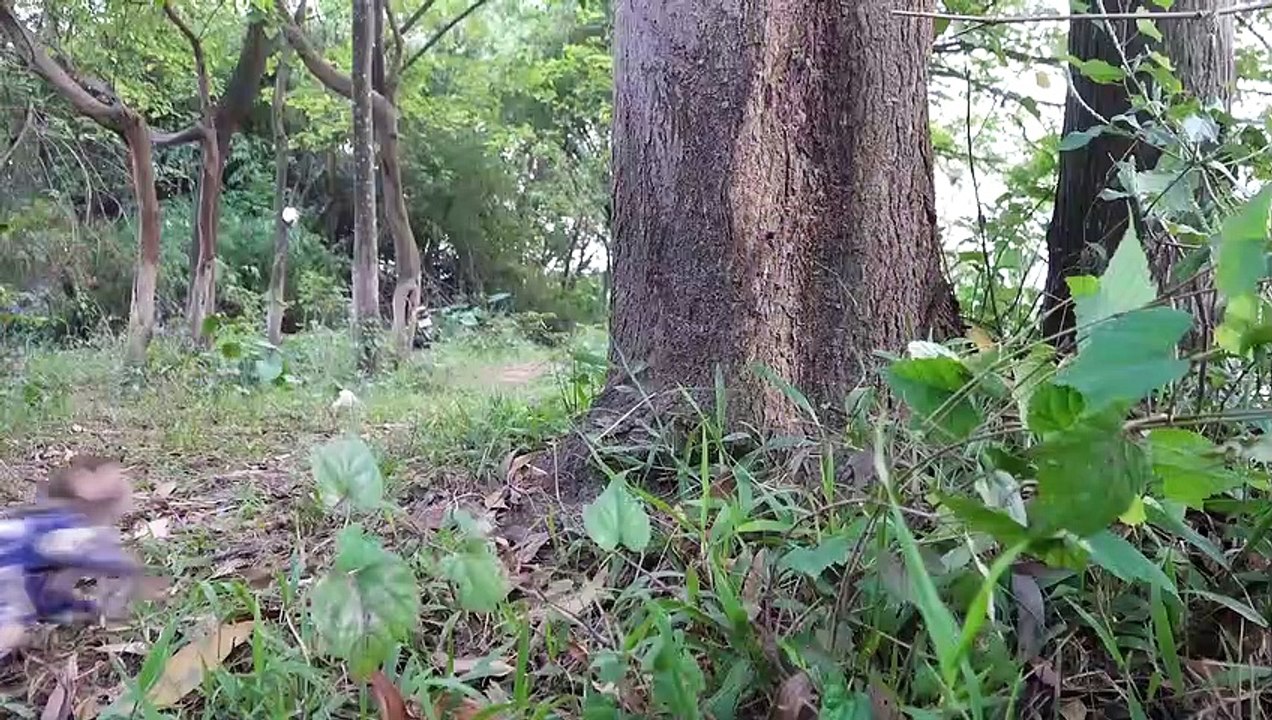 Smart Bin Bin harvests eggs to make boiled eggs for baby monkey Kittens Puppy Goes Koi Cat