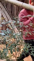 Making A Machine Gun Out Of Bamboo