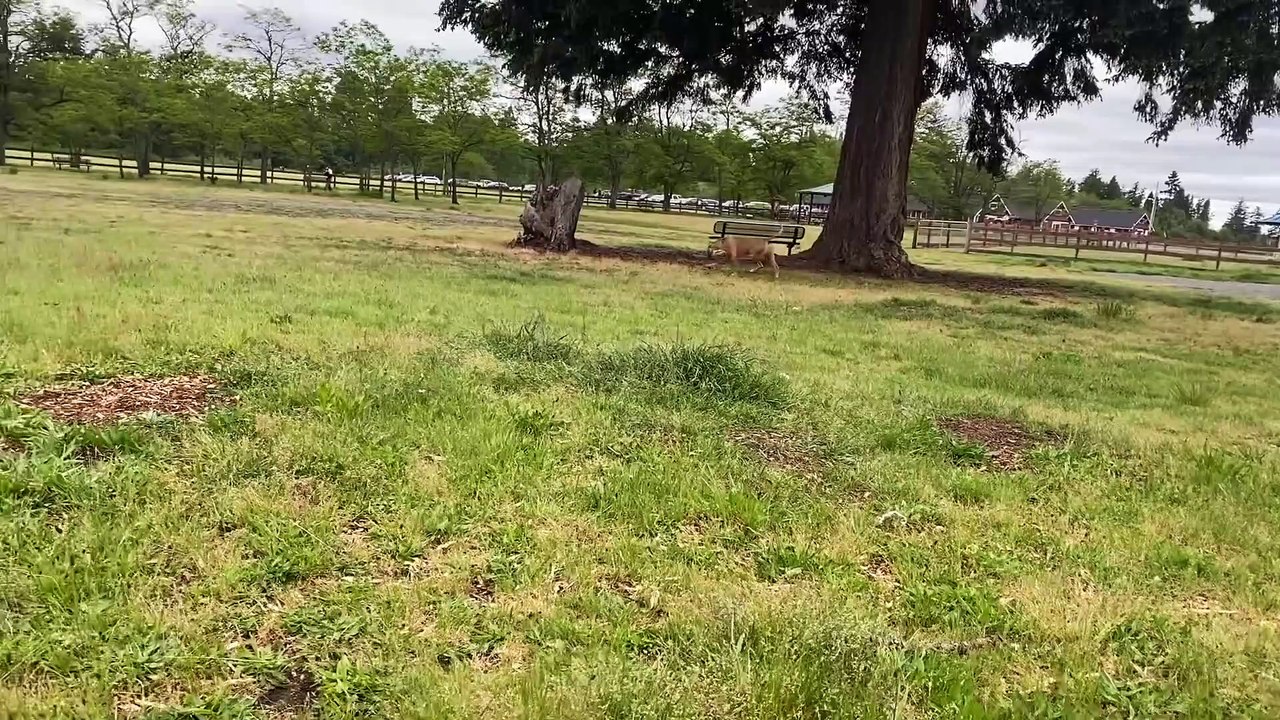 German Shepherd Attacks Pitbull [OFF LEASH PARK] Part 1 NBF_KENNEL_Full-HD