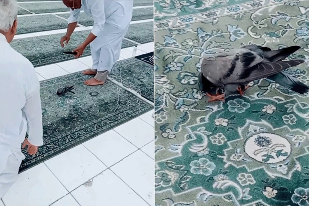حقيقة "سجود" حمامة في الحرم المكي