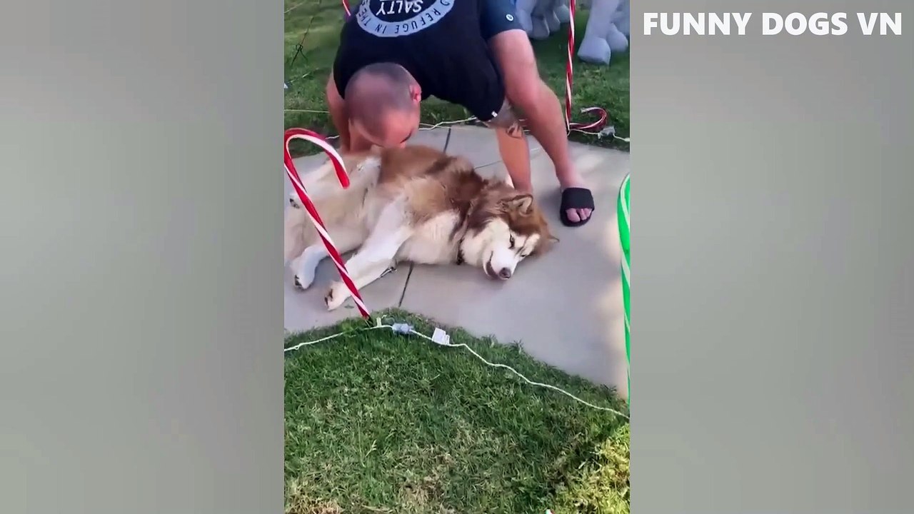 Funniest Animals Video  Funny Dogs And Cats  Try Not To Laugh Animals 2022_1080p