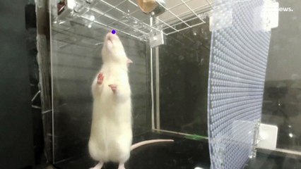 دراسة تكشف أن الفئران تتفاعل وتتمايل مع أغاني ليدي غاغا