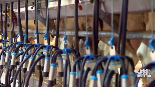 Süt üretiminde düşüş sürüyor
