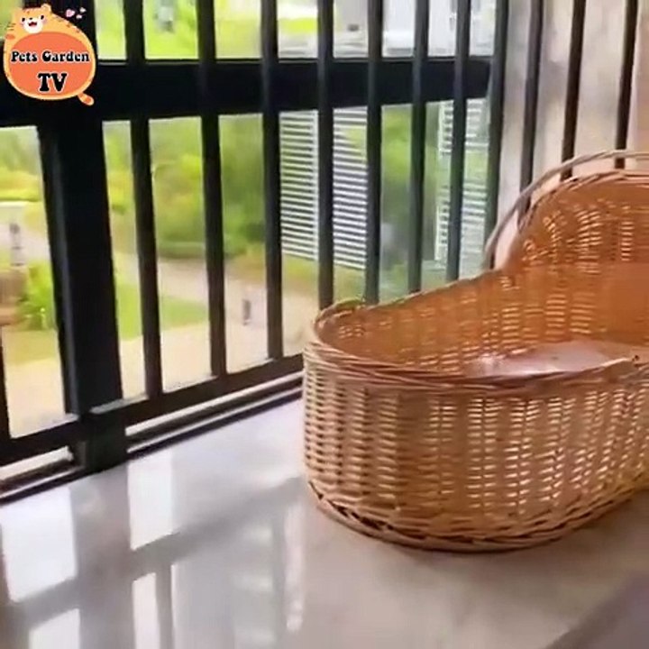 Cat's funny - A Cat's Life is Full  Of Chalenges