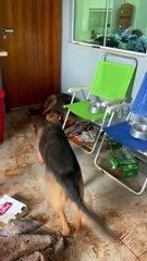 German Shepherds Make Huge Muddy Mess