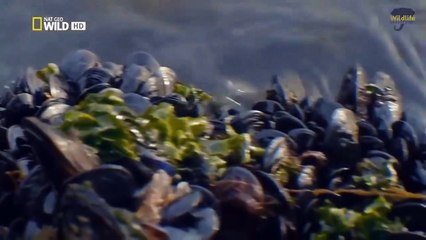 ITALIAN WILDLIFE - NATIONAL GEOGRAPHIC - DOCUMENTARY