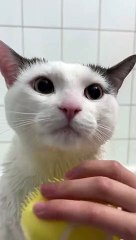 cute white cat has a bath
