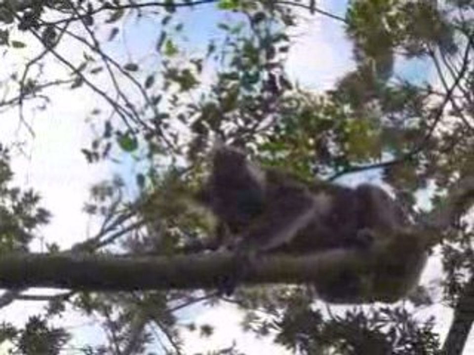 Nos "deuxiemes" koalas !