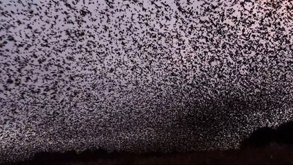 Thousands of starlings take to sky creating stunning spectacle in Somerset