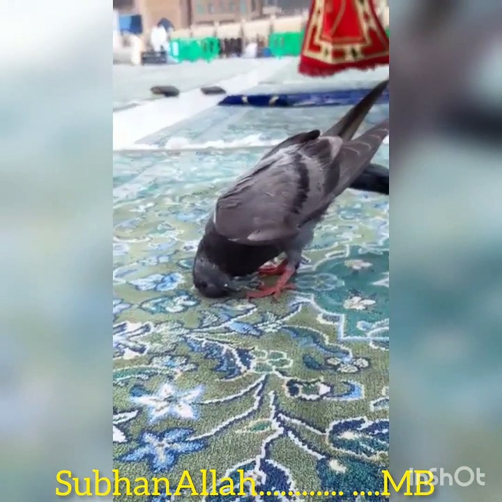 Parindy ka sajda.. SubhanAllah