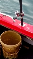 Whale Gets Too Close for Comfort