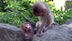 Monkey Wildlife - National Geographic Animal Documentary 2021