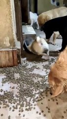 Delighted Doggo Rolls Around in Dry Food