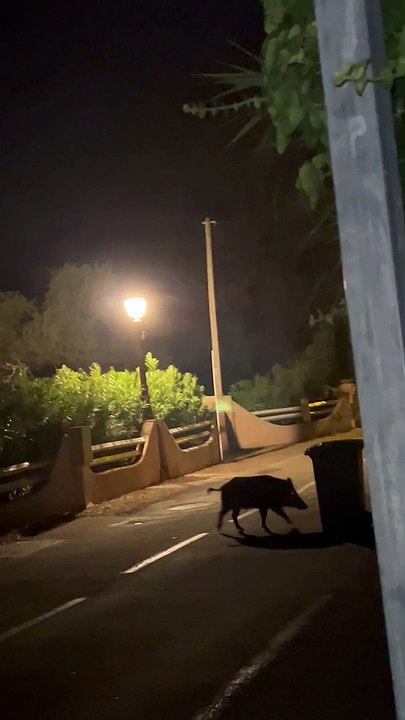 Visite nocturne d'un sanglier dans le quartier de la Tour de Mare à Fréjus