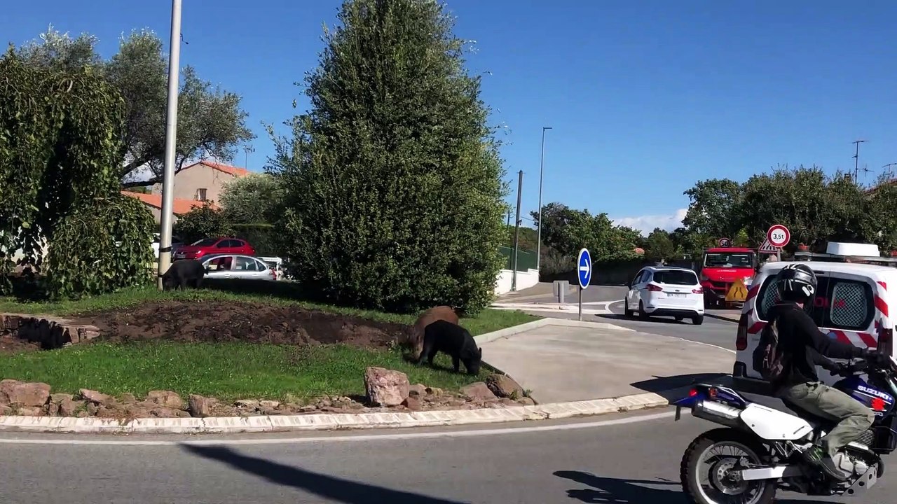 Des sangliers en plein cœur de ville à Saint-Raphaël