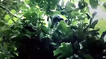 The Magic of Chimpanzee - National Geographic