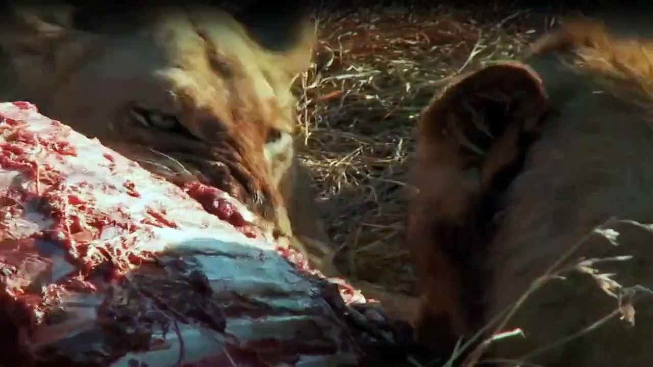 World’s Deadliest - Um Haaresbreite Staffel 1 Folge 1 HD Deutsch