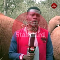 Muhabirin yavru fille yaşadığı anlar viral oldu