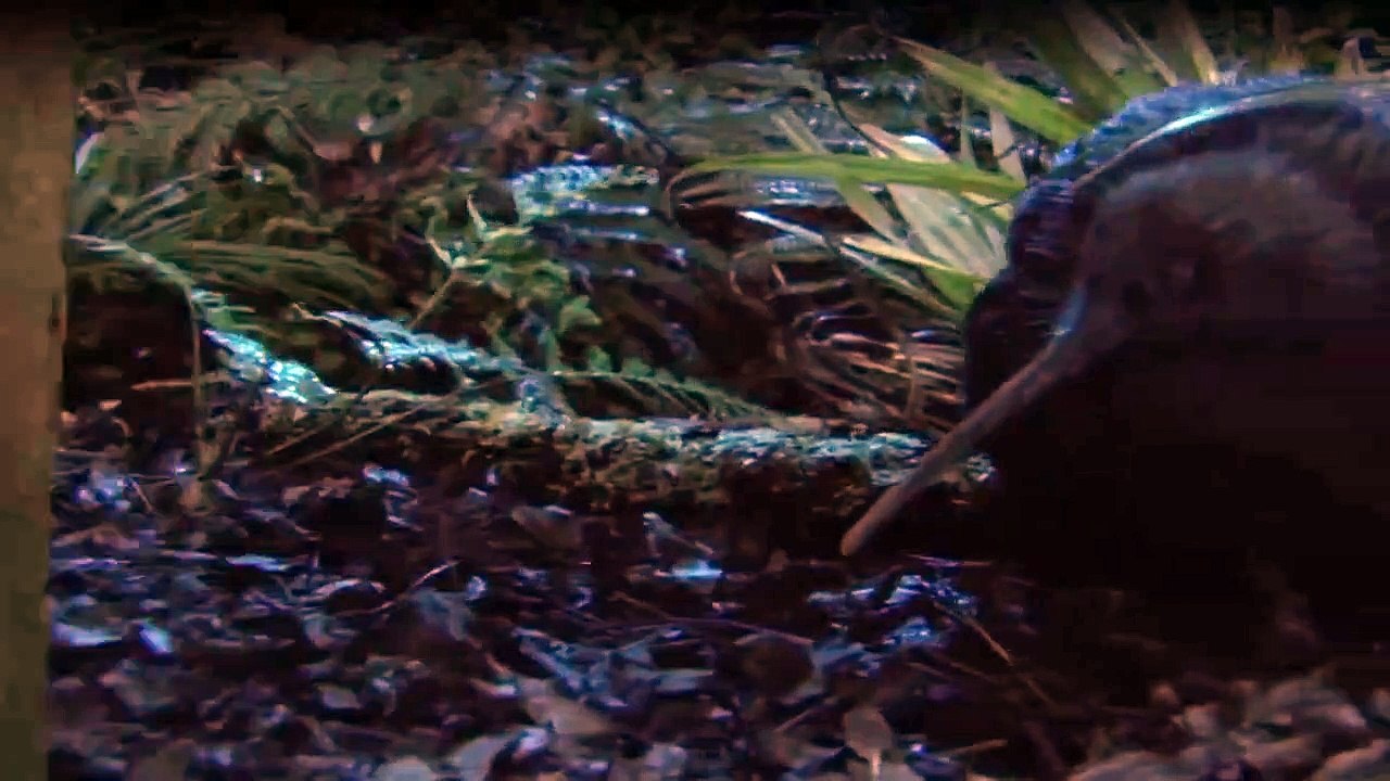 Wunderwelt Erde Staffel 1 Folge 1 HD Deutsch