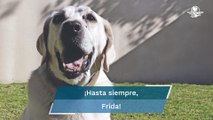 Adiós, Frida; muere la perrita rescatista de la Marina