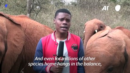 Cuteness alert: Baby elephant interrupts Kenyan reporter during standup