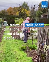 En Dordogne, il trouve un radis géant dans son potager