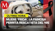 Muere perrita Frida, rescatista famosa tras sismo del 19-S