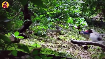 Top 35 Crazy Moments When Predators Showed Up Out Of Nowhere And Ripped Apart Their Prey