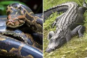 Scientists Find Intact 5-Foot Alligator Inside 18-Foot-Long Burmese Python in Florida