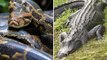 Scientists Find Intact 5-Foot Alligator Inside 18-Foot-Long Burmese Python in Florida