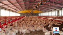 Granjas entran en cuarentena por virus de influenza aviar
