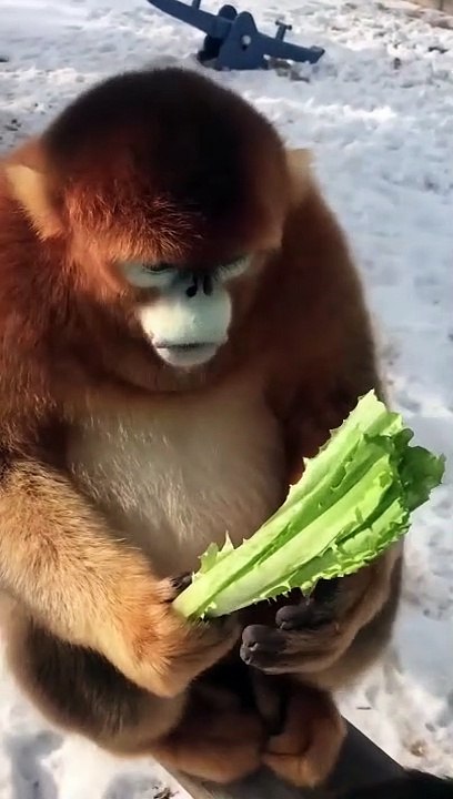 funny monkey !!!