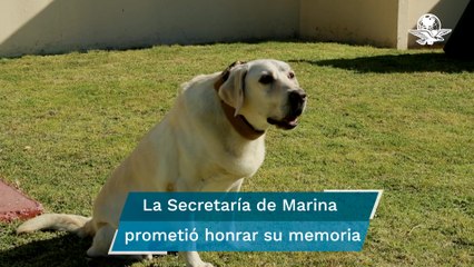 ¿Qué padecimientos tenía y de qué murió Frida, la perrita rescatista?
